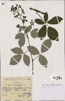 spécimen de Rubus thyrsoideus