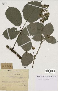 spécimen de Rubus thyrsoideus