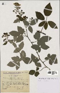 spécimen de Rubus thyrsoideus