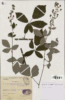 spécimen de Rubus thyrsoideus