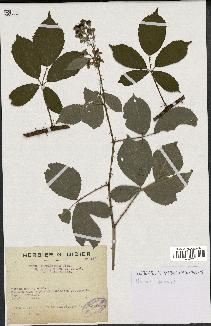 spécimen de Rubus thyrsoideus