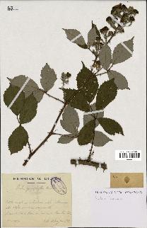 spécimen de Rubus goniophyllus