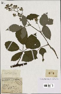 spécimen de Rubus goniophyllus