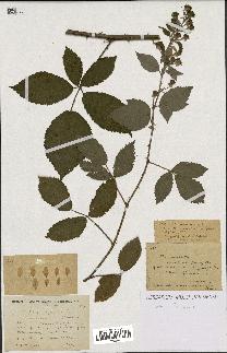 spécimen de Rubus goniophyllus