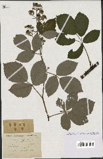 spécimen de Rubus goniophyllus