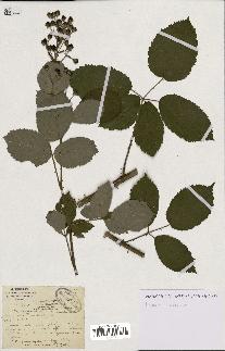 spécimen de Rubus goniophyllus