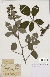 spécimen de Rubus thyrsoideus