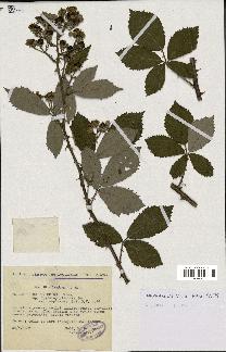 spécimen de Rubus thyrsoideus