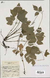 spécimen de Rubus saxatilis