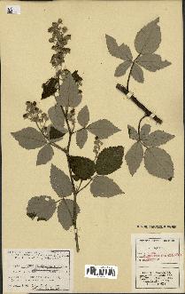 spécimen de Rubus tomentosus x ulmifolius