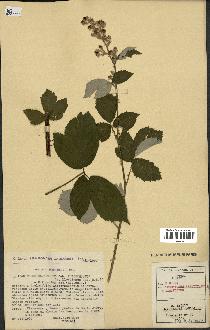 spécimen de Rubus tomentosus x ulmifolius