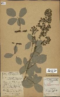 spécimen de Rubus tomentosus x ulmifolius