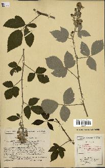 spécimen de Rubus tomentosus x ulmifolius