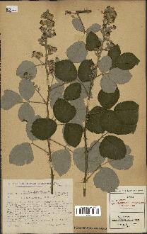 spécimen de Rubus tomentosus x ulmifolius