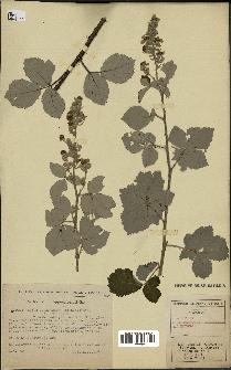 spécimen de Rubus tomentosus x ulmifolius