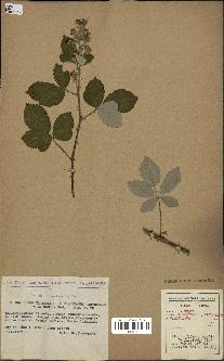 spécimen de Rubus tomentosus x ulmifolius