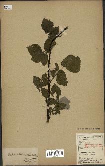 spécimen de Rubus tomentosus x ulmifolius