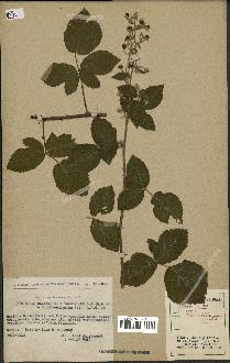 spécimen de Rubus tomentosus x ulmifolius