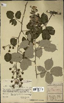 spécimen de Rubus ulmifolius