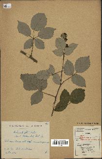 spécimen de Rubus ulmifolius