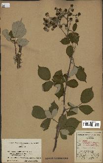 spécimen de Rubus ulmifolius