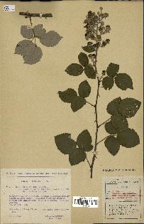 spécimen de Rubus ulmifolius