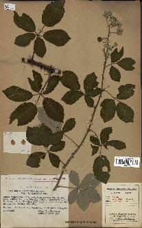 spécimen de Rubus ulmifolius