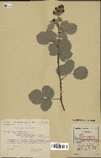 spécimen de Rubus ulmifolius