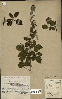 spécimen de Rubus ulmifolius