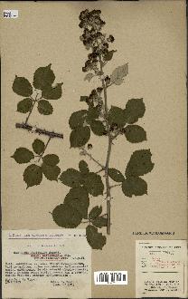 spécimen de Rubus ulmifolius