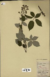 spécimen de Rubus ulmifolius