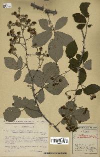 spécimen de Rubus ulmifolius