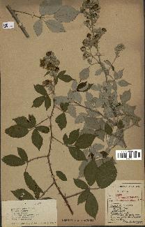 spécimen de Rubus ulmifolius