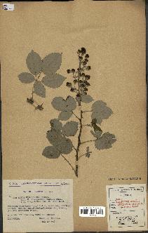 spécimen de Rubus ulmifolius
