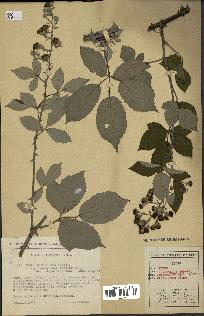 spécimen de Rubus ulmifolius