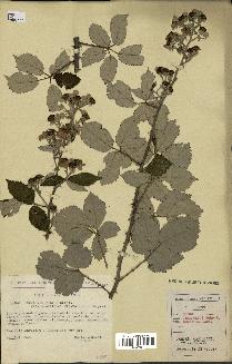 spécimen de Rubus ulmifolius