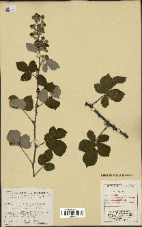 spécimen de Rubus ulmifolius