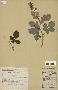 spécimen de Rubus ulmifolius