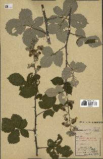 spécimen de Rubus ulmifolius