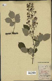 spécimen de Rubus ulmifolius