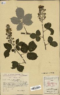 spécimen de Rubus ulmifolius