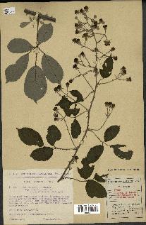 spécimen de Rubus ulmifolius