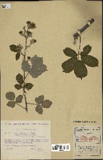 spécimen de Rubus ulmifolius