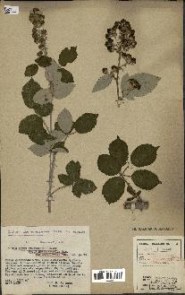 spécimen de Rubus ulmifolius