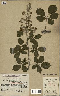 spécimen de Rubus ulmifolius