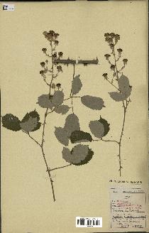 spécimen de Rubus ulmifolius