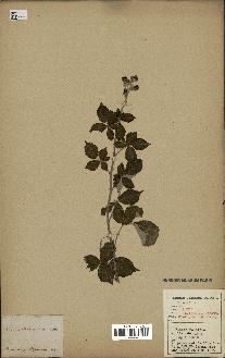 spécimen de Rubus ulmifolius
