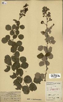 spécimen de Rubus ulmifolius