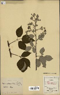 spécimen de Rubus ulmifolius