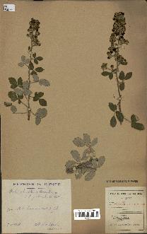 spécimen de Rubus tomentosus x ulmifolius